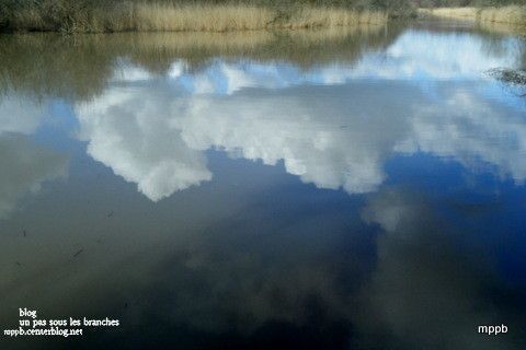 Un pas sous les branches